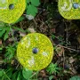 Décorations florales - Petite fleur ronde en verre pour l'extérieur de couleur transparente, vert pomme, jaune avec tige en acier inoxydable de 43 cm - CARNEOL GLASS