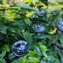 Floral decoration - Small glass flower for outdoor use in black, red - CARNEOL GLASS