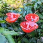 Accessoires de jardinage - Fleur de cala rouge de taille moyenne - CARNEOL GLASS