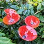 Accessoires de jardinage - Fleur de cala rouge de taille moyenne - CARNEOL GLASS