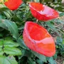 Accessoires de jardinage - Fleur de cala rouge de taille moyenne - CARNEOL GLASS