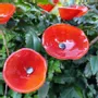 Accessoires de jardinage - Fleur de cala rouge de taille moyenne - CARNEOL GLASS
