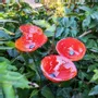 Accessoires de jardinage - Fleur de cala rouge de taille moyenne - CARNEOL GLASS