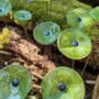 Floral decoration - Round small glass flower for outdoor use in transparent, applegreen colour with 43 cm stainless steel stem - CARNEOL GLASS