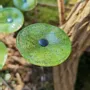 Floral decoration - Round small glass flower for outdoor use in transparent, applegreen colour with 43 cm stainless steel stem - CARNEOL GLASS