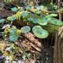 Floral decoration - Round small glass flower for outdoor use in transparent, applegreen colour with 43 cm stainless steel stem - CARNEOL GLASS