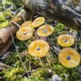 Garden accessories - Round glass flower for outdoor use in transparent, yellow, orange - CARNEOL GLASS