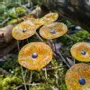 Garden accessories - Round glass flower for outdoor use in transparent, yellow, orange - CARNEOL GLASS