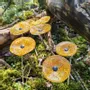 Garden accessories - Round glass flower for outdoor use in transparent, yellow, orange - CARNEOL GLASS