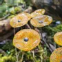 Garden accessories - Round glass flower for outdoor use in transparent, yellow, orange - CARNEOL GLASS