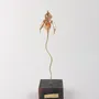 Décorations florales - Sculpture d'orchidée de Huánuco avec socle noir - CÂPÂ JEWELRY