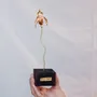 Décorations florales - Sculpture d'orchidée de Huánuco avec socle noir - CÂPÂ JEWELRY