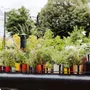 Pots de fleurs - POTS CLASSIQUES - BACSAC®