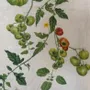Table linen - TOMATO 'VERTE' Linen Tablecloths & Napkins - SUMMERILL AND BISHOP