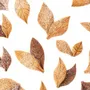 Kitchen utensils - VOILA' COOKIE - LEAVES - COOKIE SHAPER 240X150 H 20 MM - SILIKOMART S.R.L.