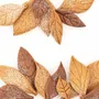 Kitchen utensils - VOILA' COOKIE - LEAVES - COOKIE SHAPER 240X150 H 20 MM - SILIKOMART S.R.L.