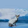 Pet accessories - Yama Paws/Sade Rain Jacket Grey Blue - MOMOTONE