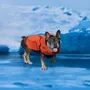 Pet accessories - Yama Paws/Sade Rain Orange Parka - MOMOTONE