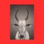 Photos d'art - NO-MAD Nandi Portrait Canvas Wall Art - NO-MAD