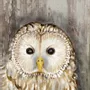 Tableaux - Tableau chouette chevêche sur base bois - 33 x 25 cm - TRADE WINDS