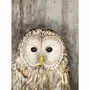 Tableaux - Tableau chouette chevêche sur base bois - 33 x 25 cm - TRADE WINDS