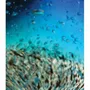 Decorative objects - Blue glass bird golden sparkles and bubbles on métal feet H : 5" - TRADE WINDS