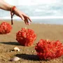 Candles - SIR LANKESTER CORAL COLLECTION - CERABELLA SL