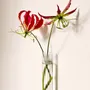 Vases - Soliflore XL - WALLEAF