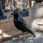 Objets design - The Naughty Crow - Décoratif, céramique - LABORATÓRIO D'ESTÓRIAS