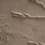 Decorative wall frescoes - Footprints, Pteridium aquilinum and Carpinus betulus - ATELIER MATHILDE FAUCARD