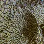 Pièces uniques - Oeuvre murale en plumes - AMANDINE BONNEAU