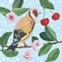 Placemats - European Songbirds Coaster - ZOOH