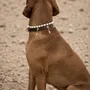Accessoires animaux - Cognac Dog Collar - UNLEASH CPH