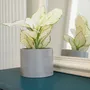 Vases - Cache-pot Fernand - ERBEKO