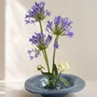Vases - Lagune Floral Basin - DASTHAA
