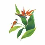 Affiches - Affiche - L'Oiseau de Paradis - POP ET SES FRÈRES