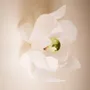 Appliques - Lampe murale et plafonnier Lotus CW - ANCA FETCU STUDIO