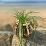 Vases - Baby Urchin - Plant pot - LA COUR DU JUCH