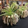 Vases - Baby Urchin - Plant pot - LA COUR DU JUCH