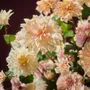 Décorations florales - Dahlias en soie pastel - SILK-KA BV