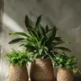 Pots de fleurs - Le Cache-Pot Fake Braided - Naturel - S - BAZAR BIZAR LIVING