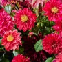 Décorations florales - Dahlias rose éclatant - SILK-KA BV