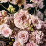 Décorations florales - Mélange de fleurs en soie lilas douces - SILK-KA BV