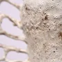 Design objects - Mycelium Running - KARLIEN VAN ROOYEN