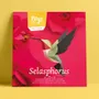 Design objects - Selasphorus Platycercus - PLEGO