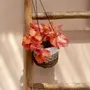 Flower pots - The Banana Plant Hanger - Natural White - S - BAZAR BIZAR LIVING