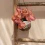 Flower pots - The Banana Plant Hanger - Natural White - S - BAZAR BIZAR LIVING