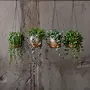 Flower pots - The Banana Plant Hanger - Natural White - S - BAZAR BIZAR LIVING