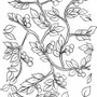 Homewear - Nabaq — Botanical Surface Pattern - MONOR DESIGN