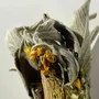 Cadeaux - Bouquet du petit Cerf - bâton de sauge bio - TOTEM NATURE